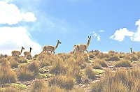 bolivia 384  rr 
